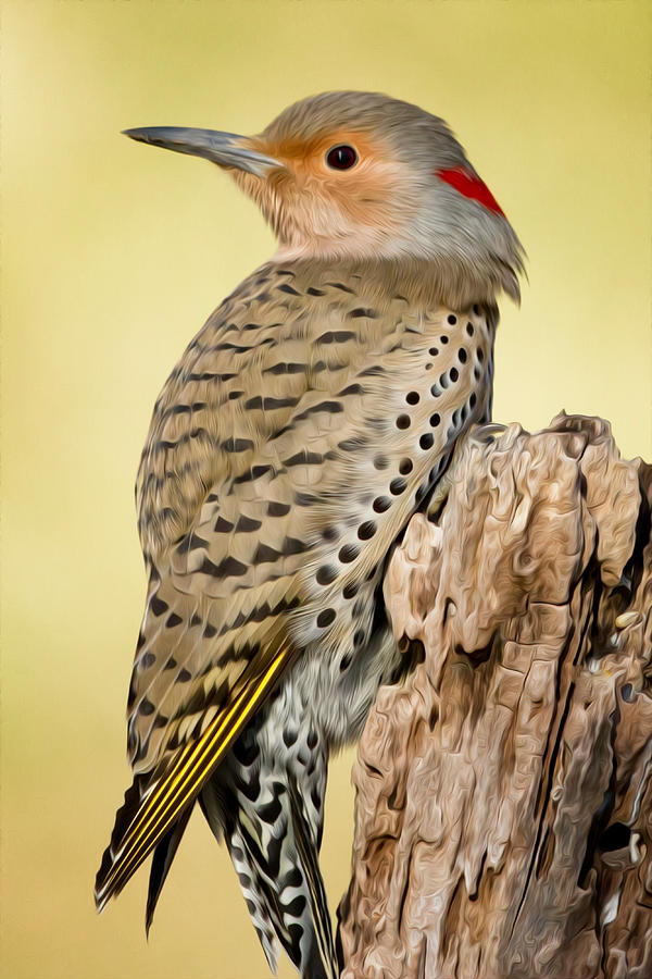 Woodpecker Photograph - Flicker by Bill Wakeley