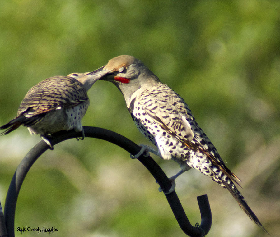 Nature Photograph - Flicker Dinner  by Cecily Vermote