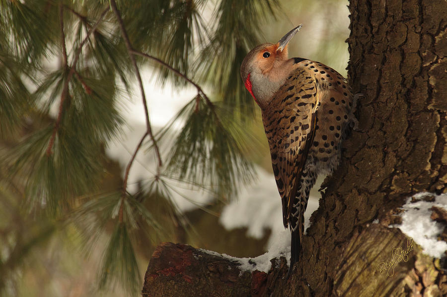 Woodpecker Photograph - Flicker by Everet Regal
