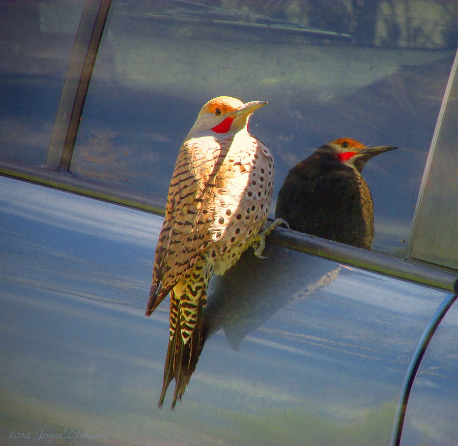 Yellow Shafted Northern Flicker Hanging Around Photograph by Joyce Dickens