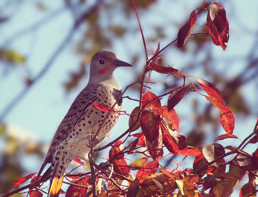 Woodpecker Photograph - Flicker in Autumn by Melanie Lankford Photography