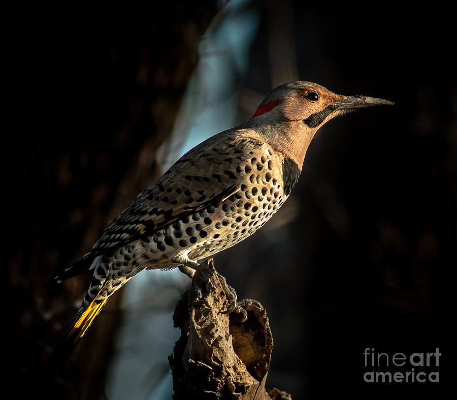 Woodpecker Photograph - Flicker In Light by Robert Frederick