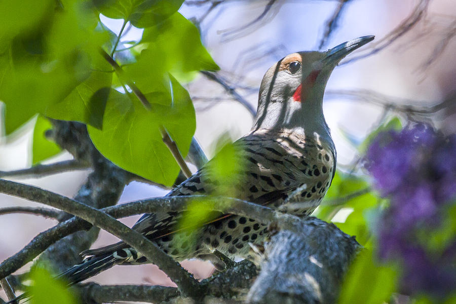 Flicker in the Lilacs Photograph by Albert Seger