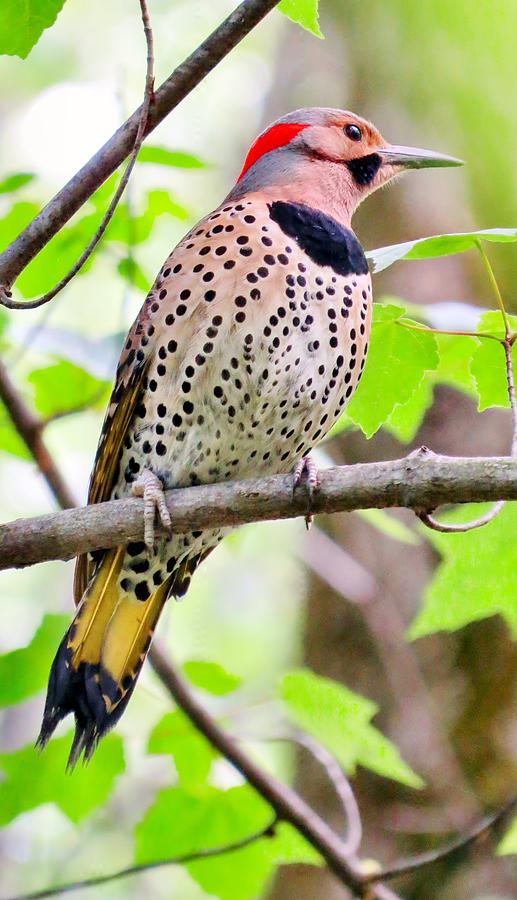 Flicker Photograph by Art Dingo - Fine Art America