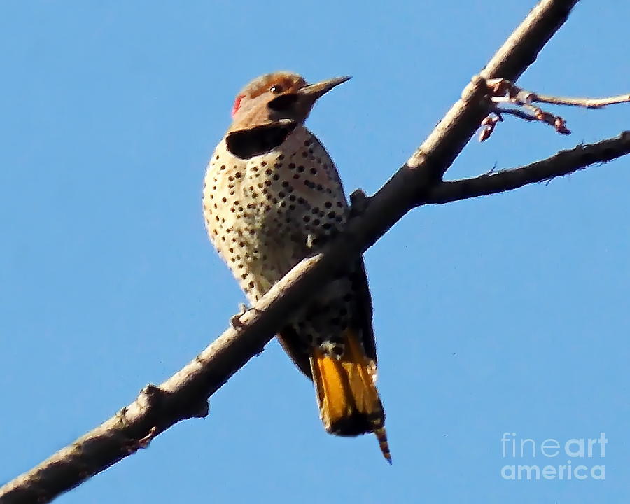 Woodpecker Photograph - Flicker of North America by Irfan Gillani