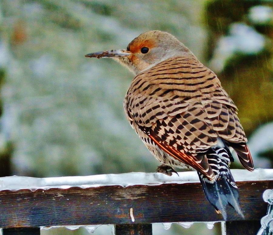 Flicker On Ice Photograph by VLee Watson