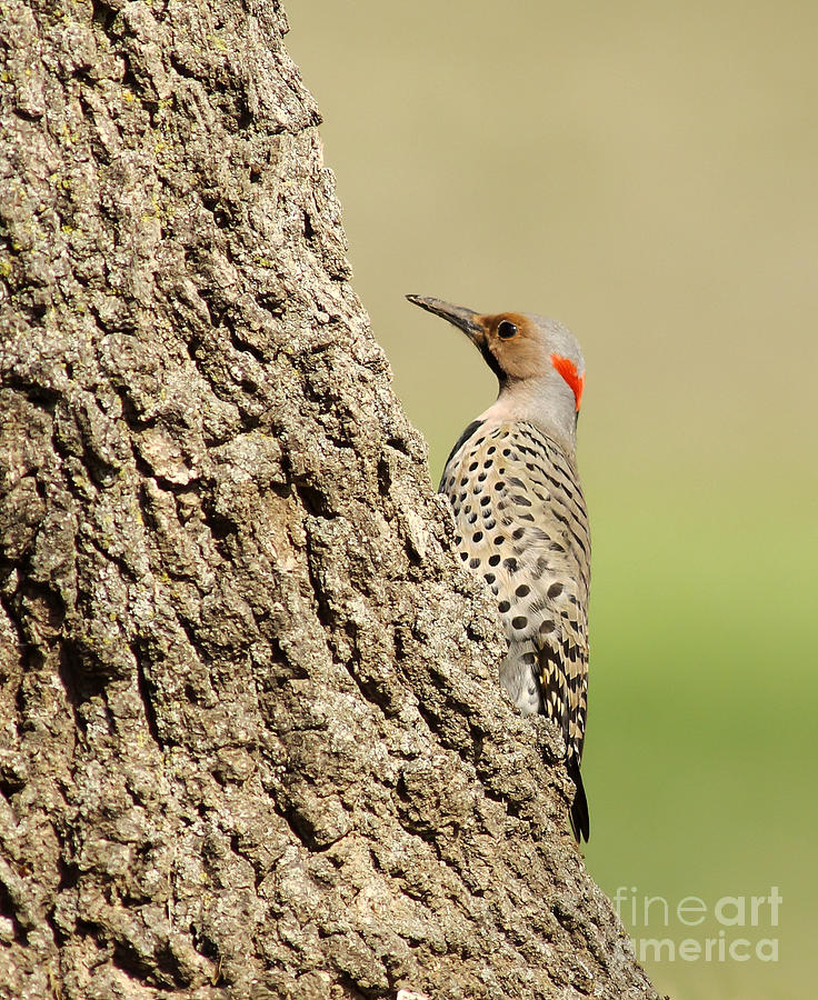 Flicker On Tree Trunk Photograph by Robert Frederick