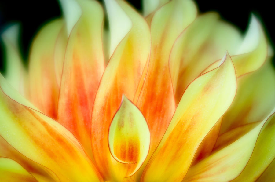 Flickering Petals Photograph by Greg Nyquist