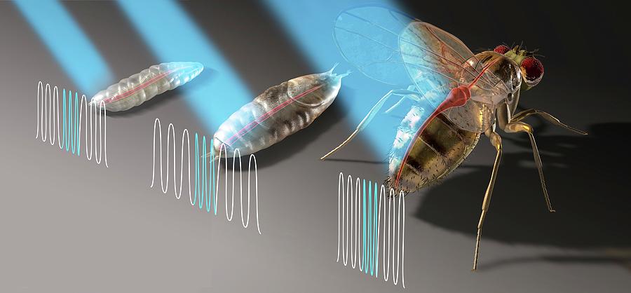 Flies And Heart Pacemaker Research Photograph by Nicolle R. Fuller/science Photo Library