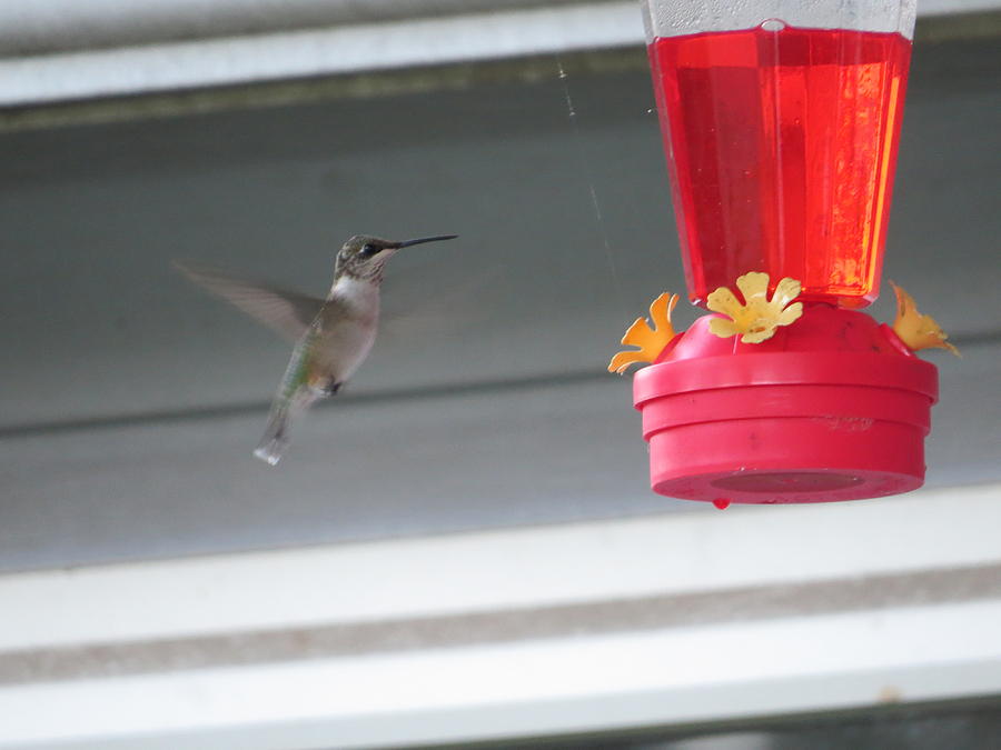Hummingbird Photograph - Flies in for Food by Aaron Martens