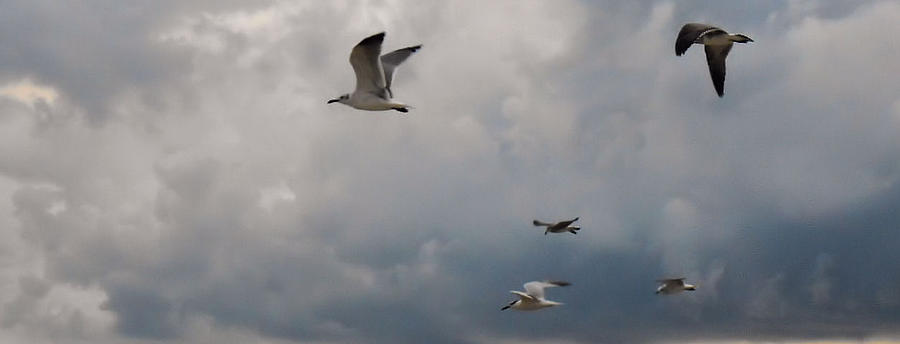 Flight 2 Photograph by Pepsi Freund | Fine Art America