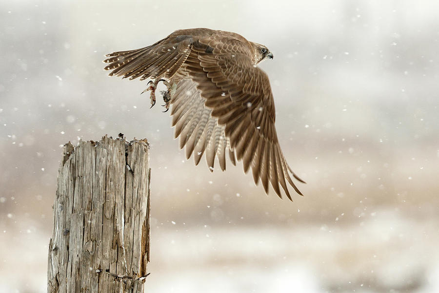 Bird Photograph - Flight Against The Snowstorm by Osamu Asami