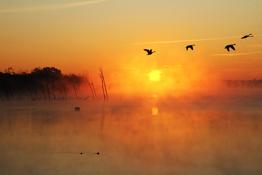 Flight at Sunrise Photograph by Roger Becker