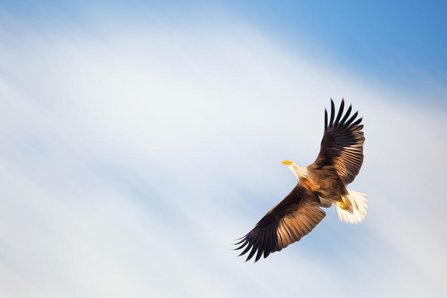Eagle Photograph - Flight by Bill Wakeley