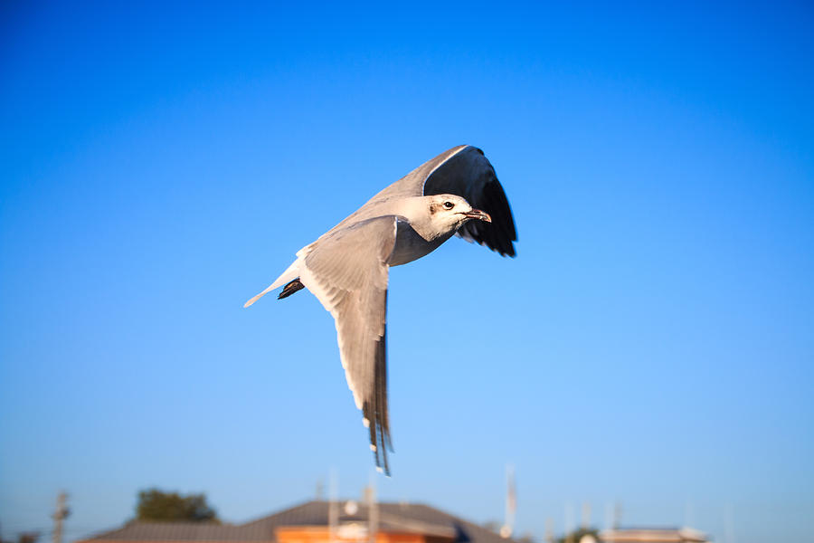Bird Photograph - Flight by Brent Roberts