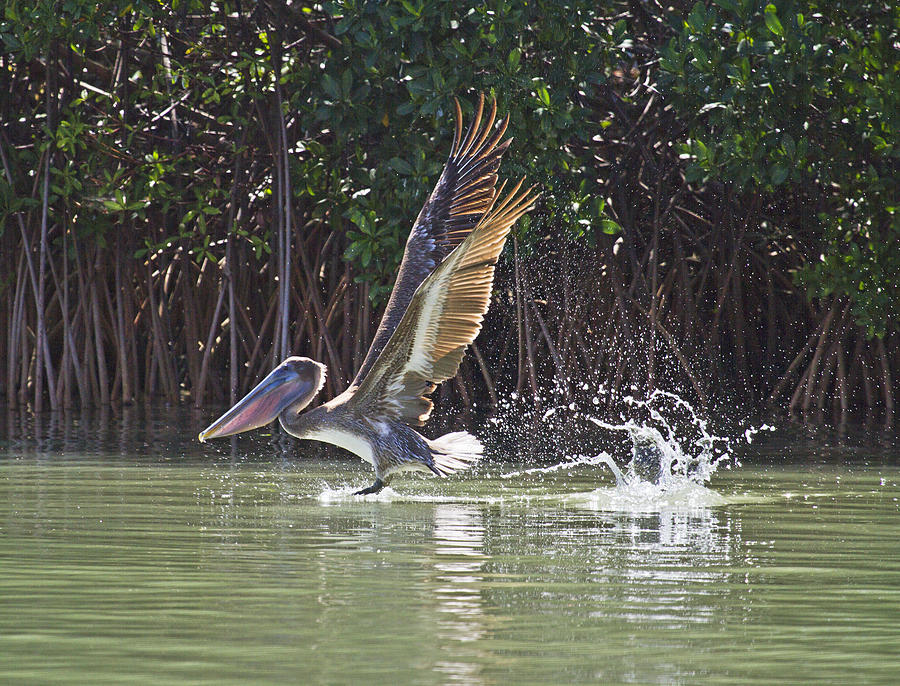 Pelican Photograph - Flight by Betsy Knapp