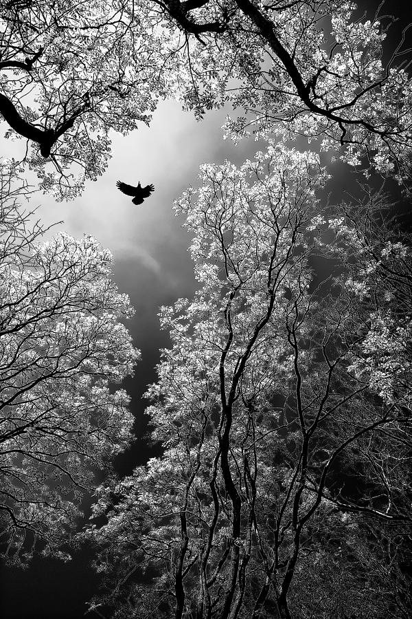 Spring Photograph - Flight by Goran Stamenkovic