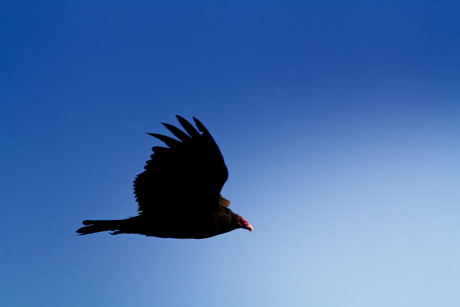 Bird Photograph - Flight by Kunal Ghate