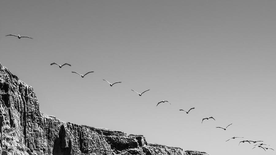 Bird Photograph - Flight Line by Joseph Smith