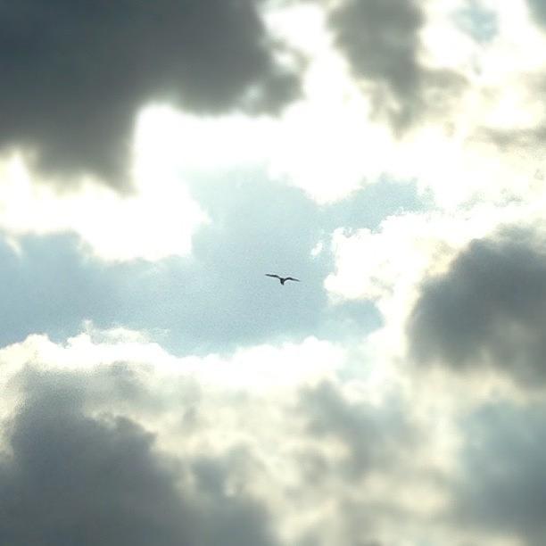 Summer Photograph - Flight. 
#instagood #igers #sky by Stephen Smith