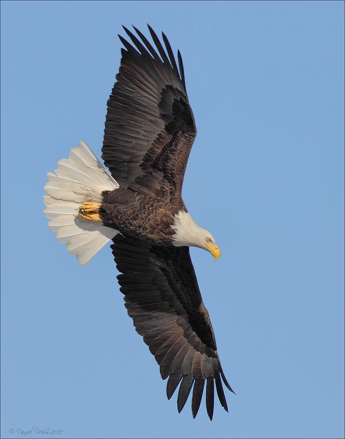 Flight of a Bald Eagle Photograph by Daniel Behm