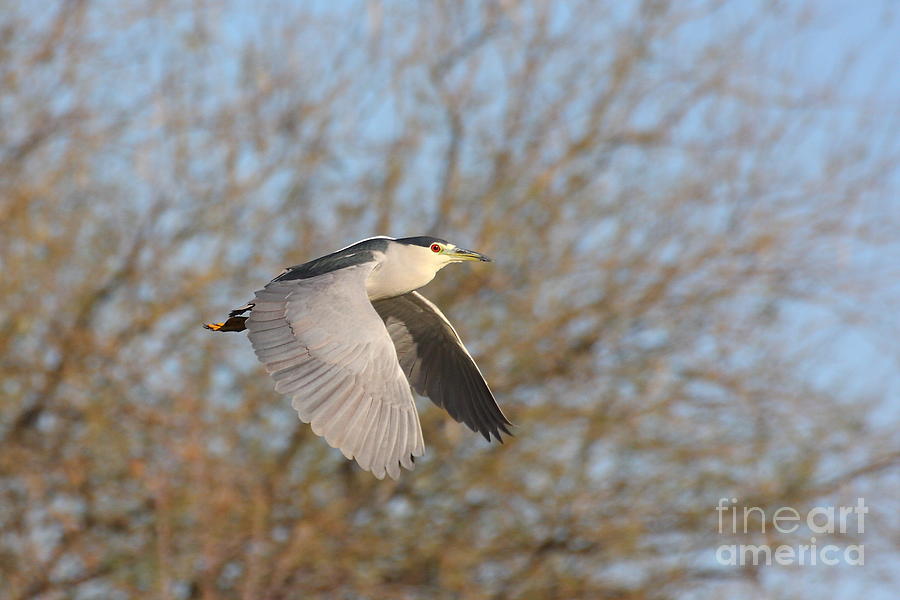 Flight of a black-crowned night Heron Photograph by Ruth Jolly