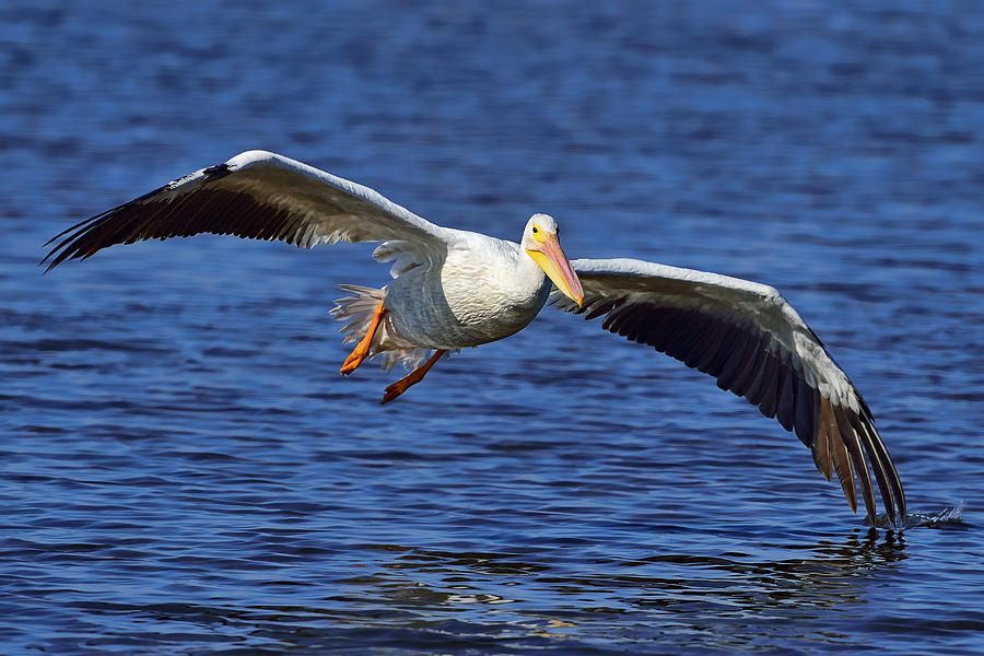 Flight of a Pelican Photograph by Bill Dodsworth