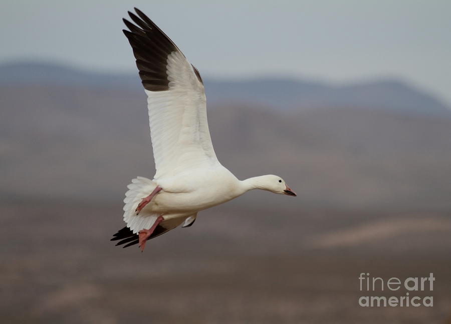 Flight of a Snow Goose Photograph by Ruth Jolly