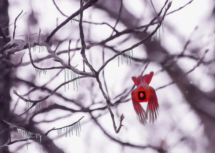Flight Of A Winter Cardinal Photograph by Bill and Linda Tiepelman