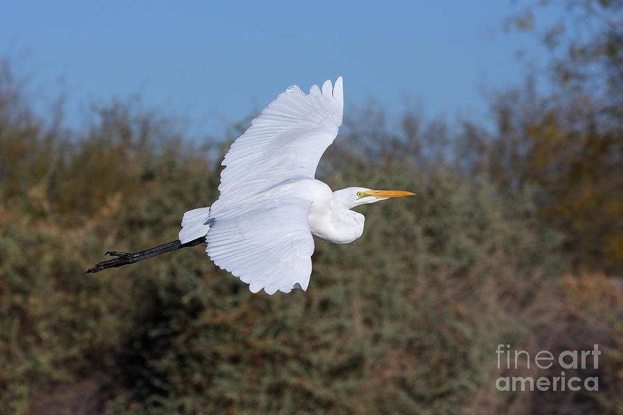 Egret Photograph - Flight of an Egret by Ruth Jolly