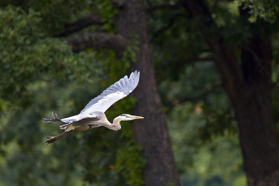 Water Photograph - Flight of Blue Heron by Vernis Maxwell
