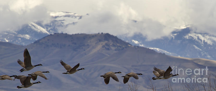 Flight Of Canada Geese  #1475 Photograph by J L Woody Wooden