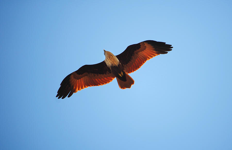Flight of Eagle Photograph by Jenny Rainbow