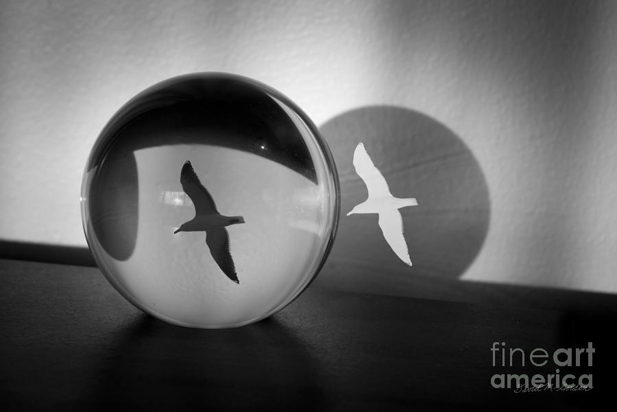 Bird Photograph - Flight of Fancy by David Gordon