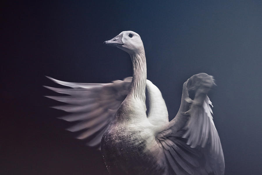 Goose Photograph - Flight of Fancy by Jessica Brawley