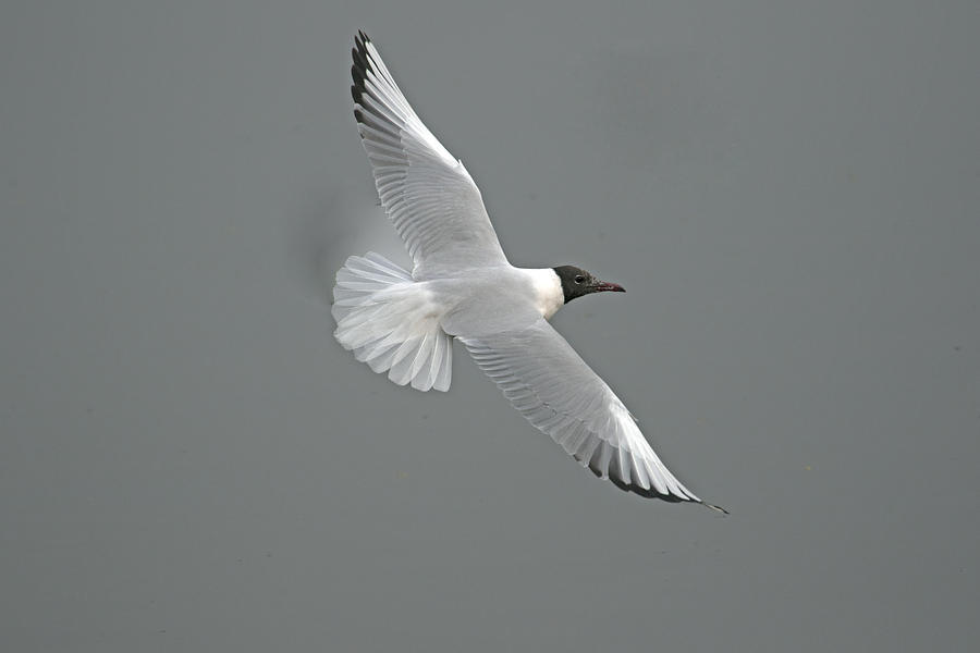 Gull Photograph - Flight of freedom by S S Cheema