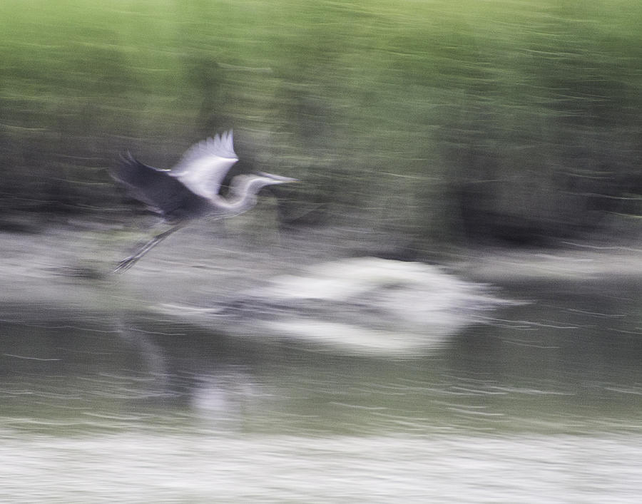 Flight of Heron 7062 Photograph by Deidre Elzer-Lento