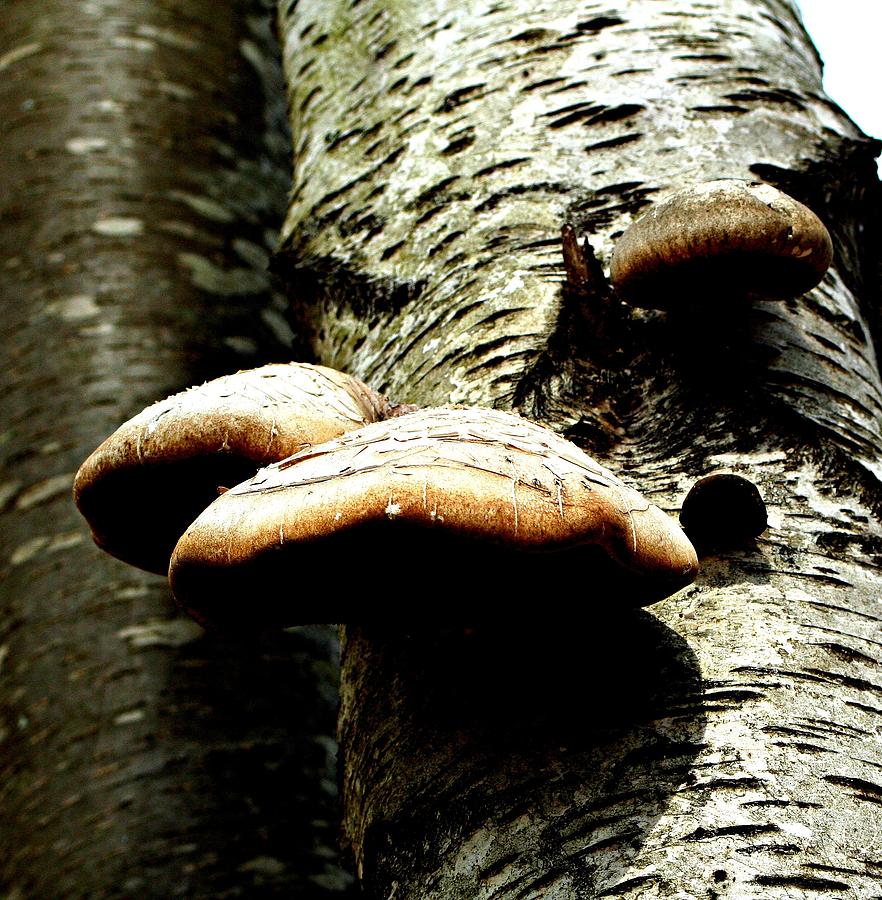 Flight Of Mushrooms Photograph by Barbara S Nickerson