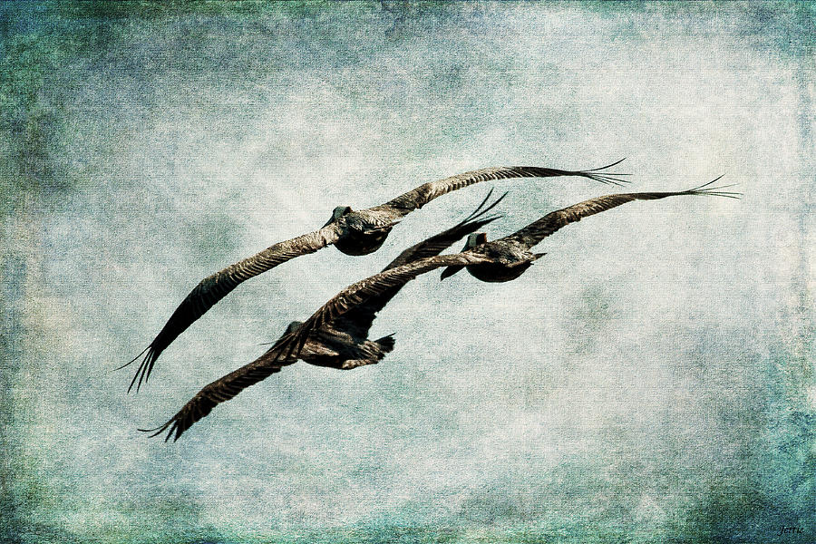 Bird Photograph - Flight Of Pelicans by Jessica Osborne