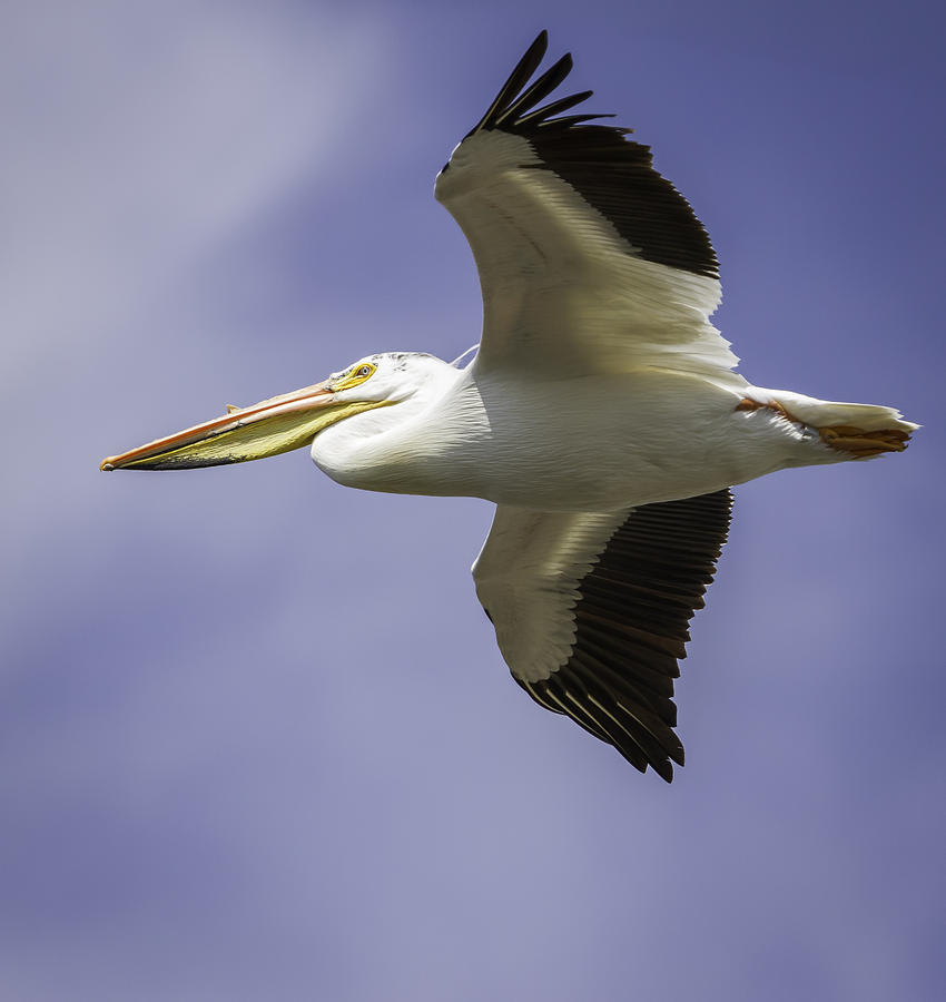 Flight Of The American White Pelican Photograph by Thomas Young