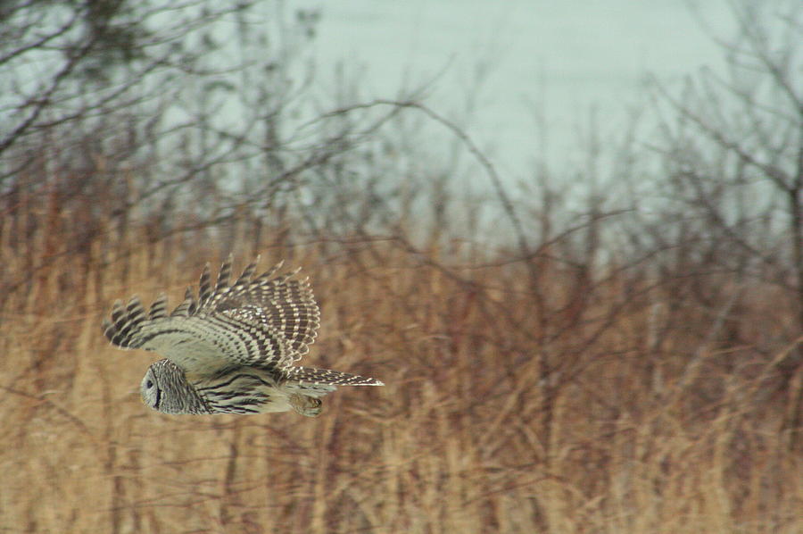 Flight of the Barred Owl Photograph by Sue Long