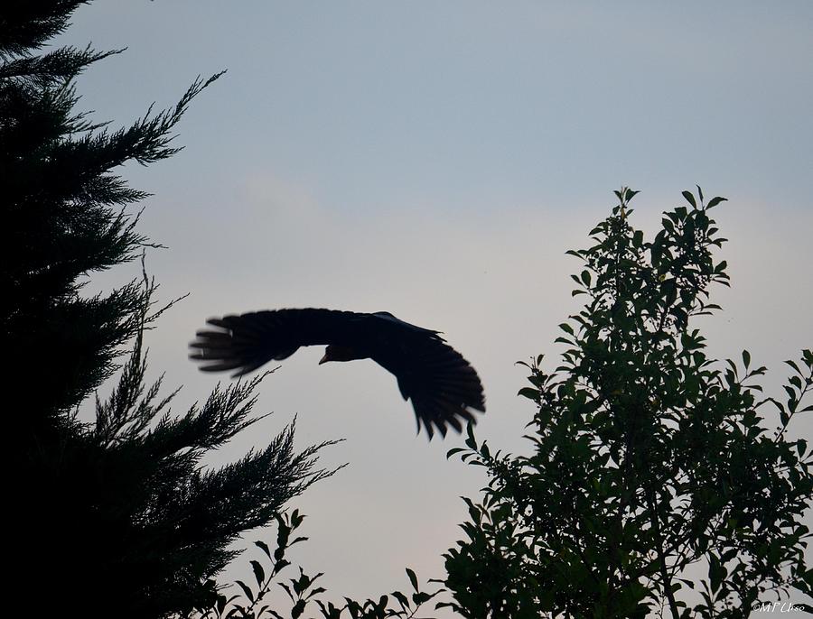 Wildlife Photograph - Flight of the Black Crow by Maria Urso