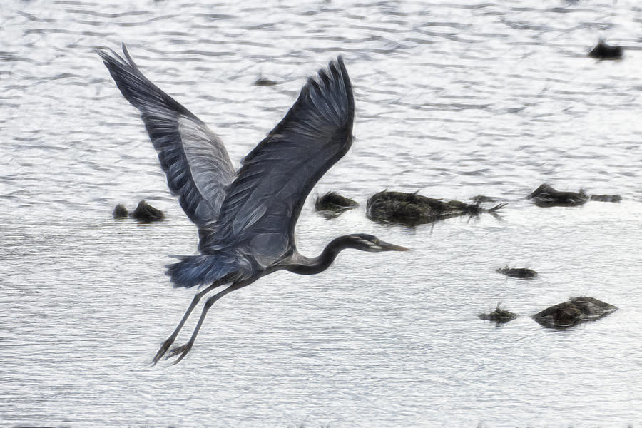 Flight Of The Blue Heron Photograph by Wes and Dotty Weber