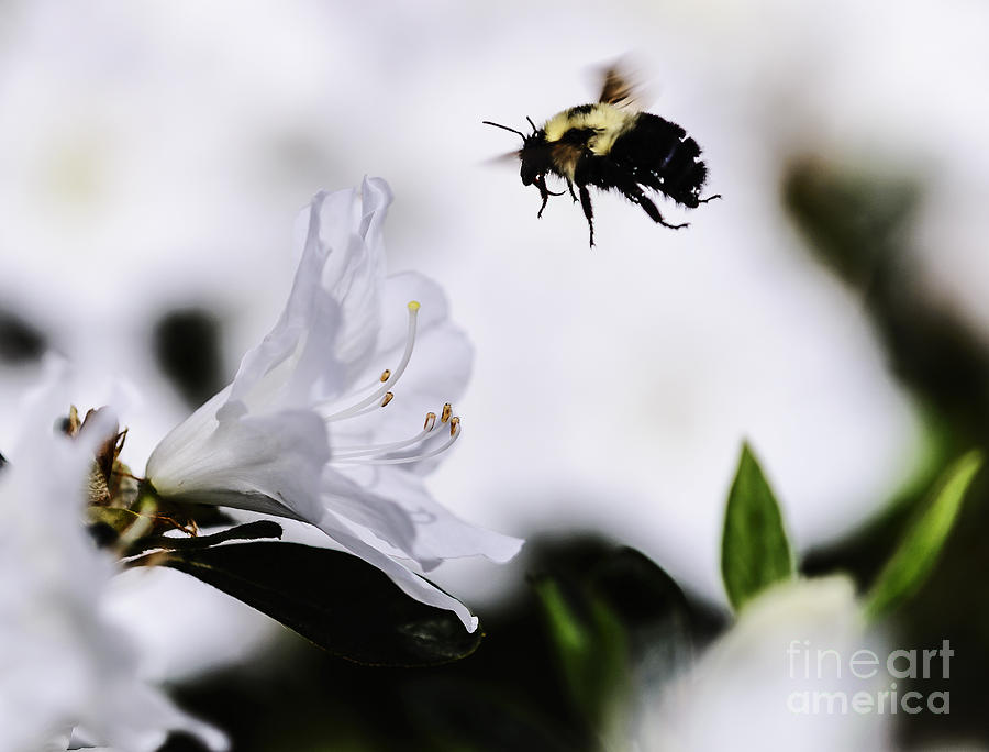 Flight of the Bumblebee Photograph by Elvis Vaughn
