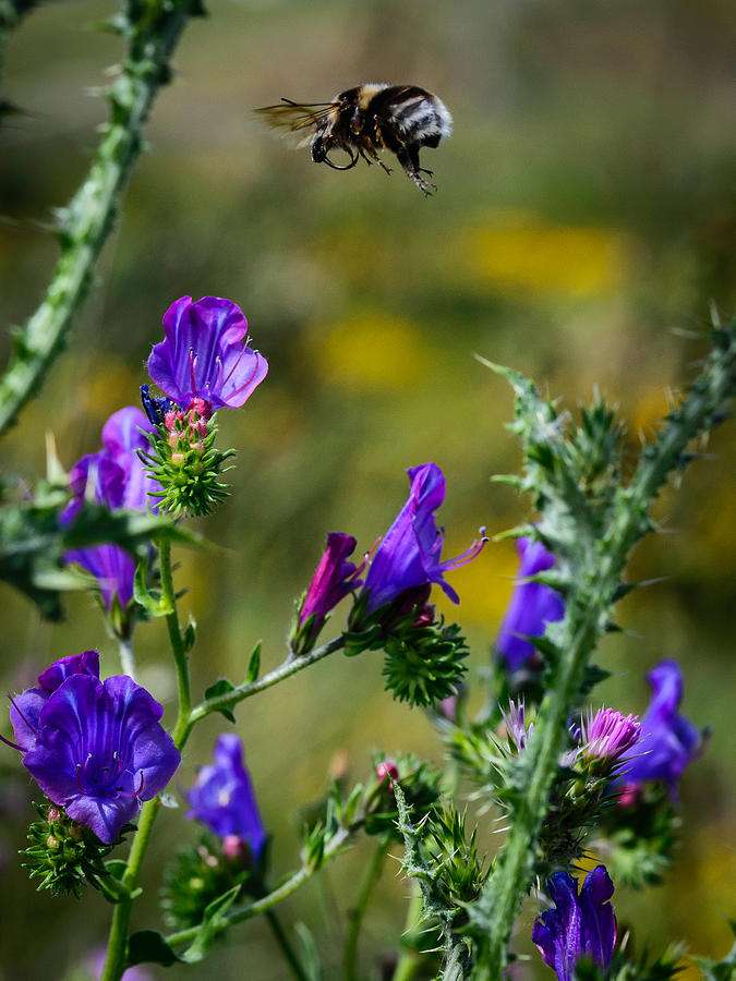 Nature Photograph - Flight Of The Bumblebee by Marco Oliveira