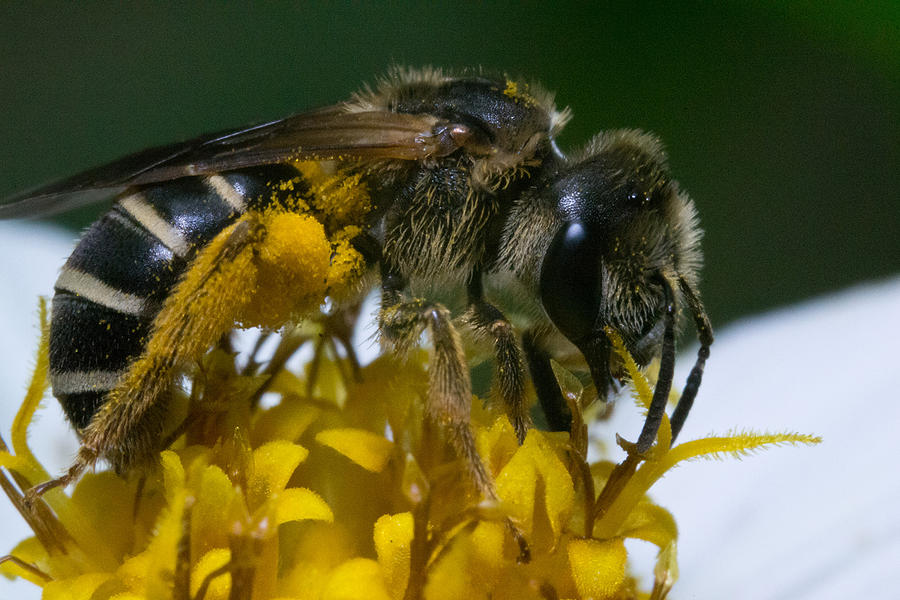 Flight Of The Bumblebee Photograph By Nicole Acuna - Pixels