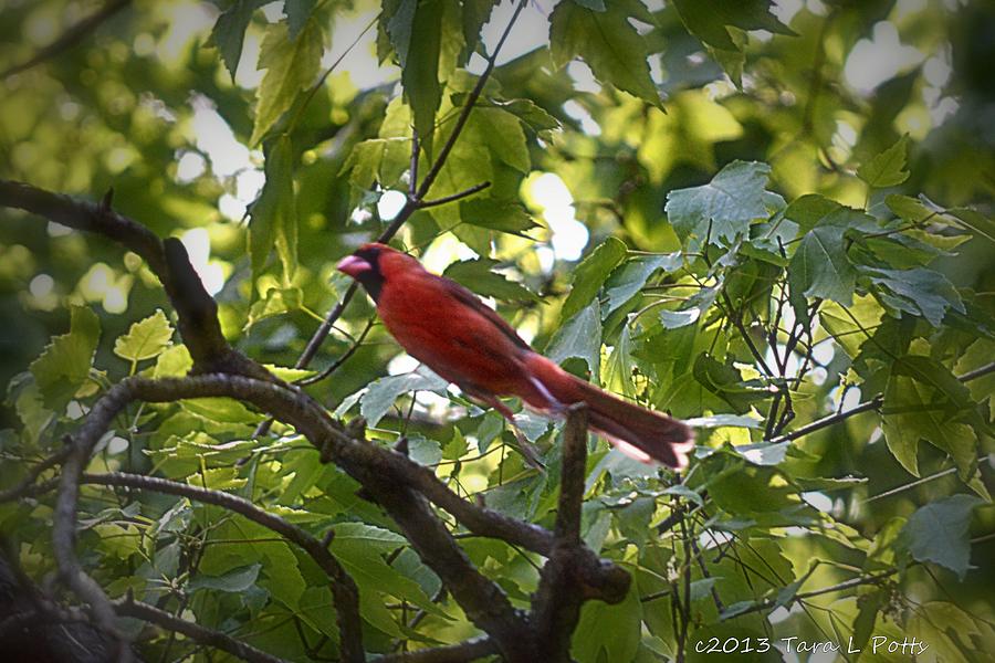 Flight of the Cardinal Photograph by Tara Potts
