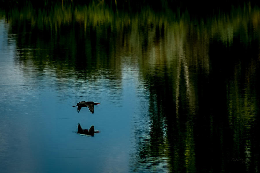 Flight of the Cormorant Photograph by Ernest Echols