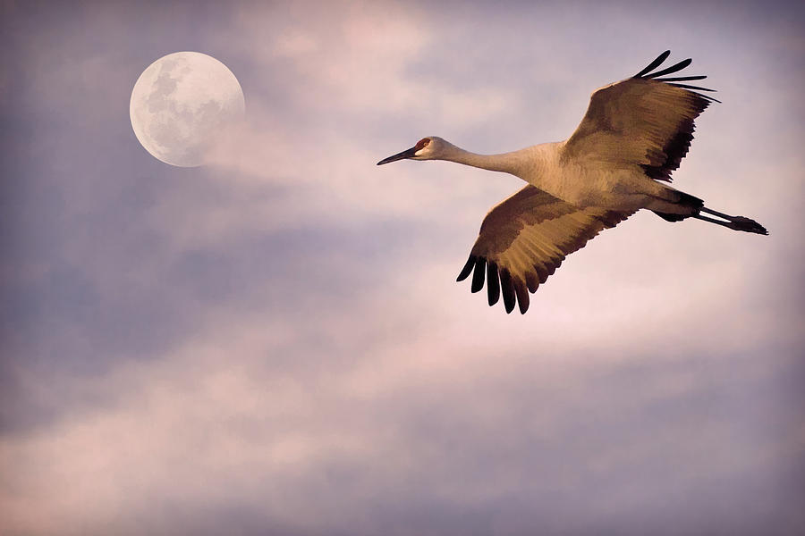Flight of the Crane Photograph by Priscilla Burgers