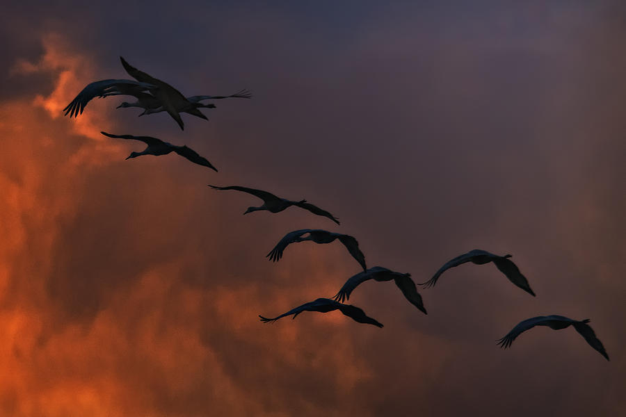 Flight of the Cranes Photograph by Priscilla Burgers